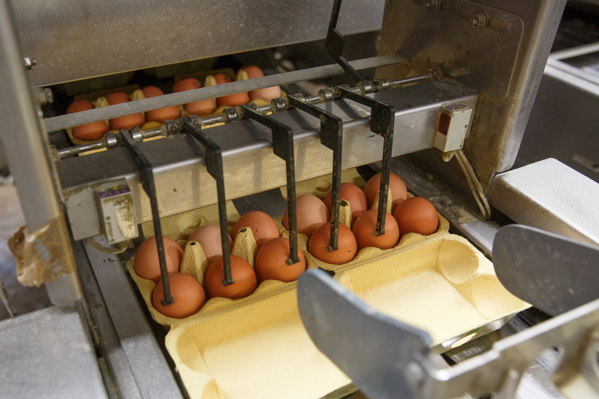 Automated,Packing,Of,Raw,And,Fresh,Chicken,Eggs,In,A