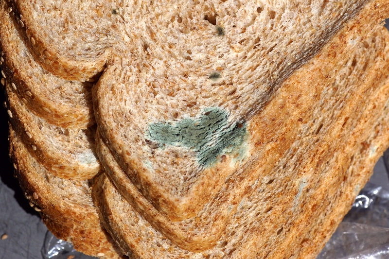 Mold on bread